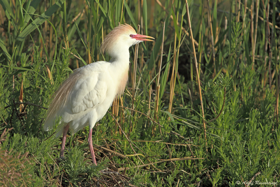 Kuhreiher (Bubulcus ibis)