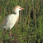 Kuhreiher (Bubulcus ibis)