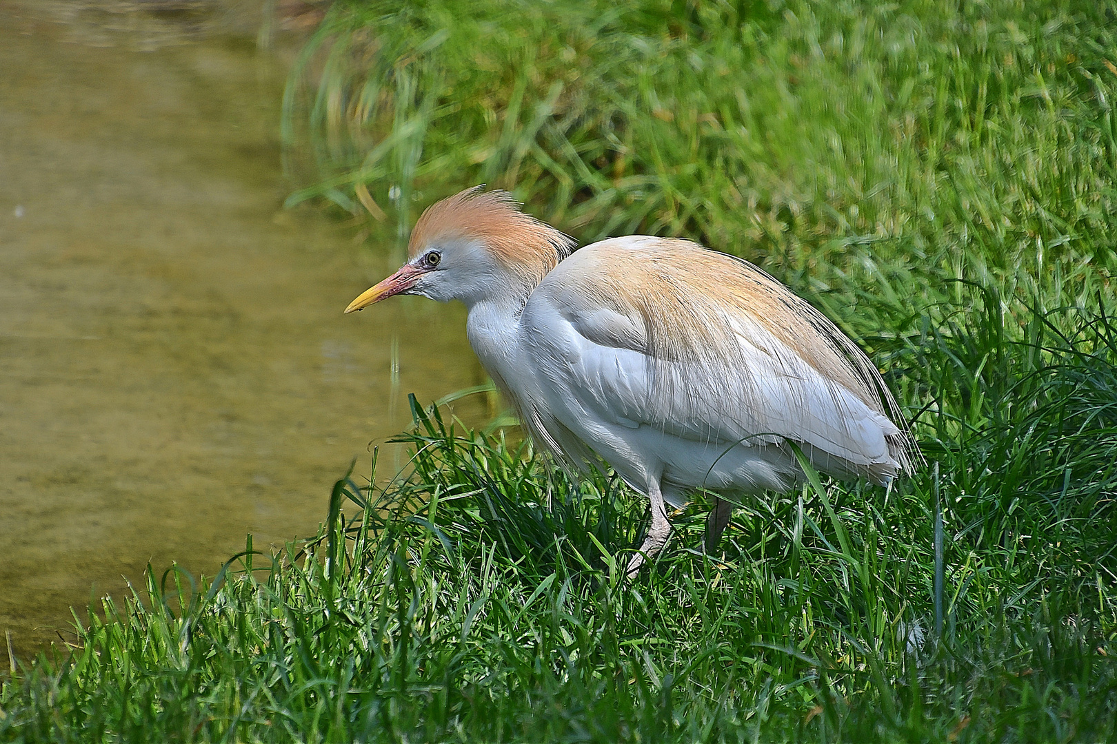 Kuhreiher (Bubulcus ibis)