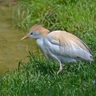 Kuhreiher (Bubulcus ibis)