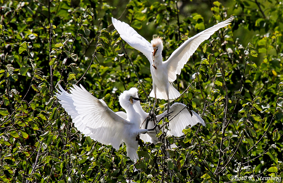 Kuhreiher (Bubulcus ibis) überbringt Krebs