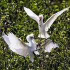 Kuhreiher (Bubulcus ibis) überbringt Krebs