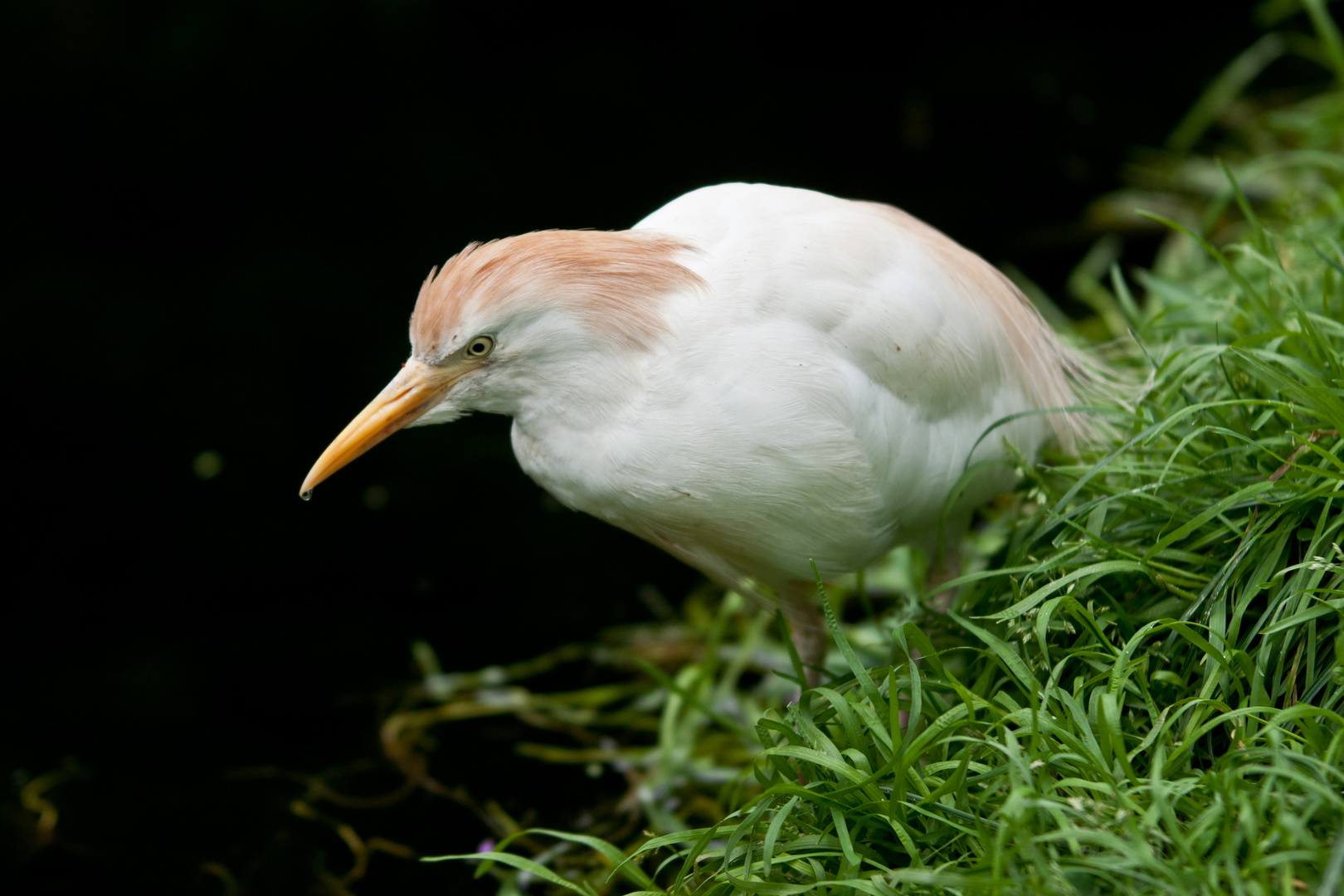 Kuhreiher 