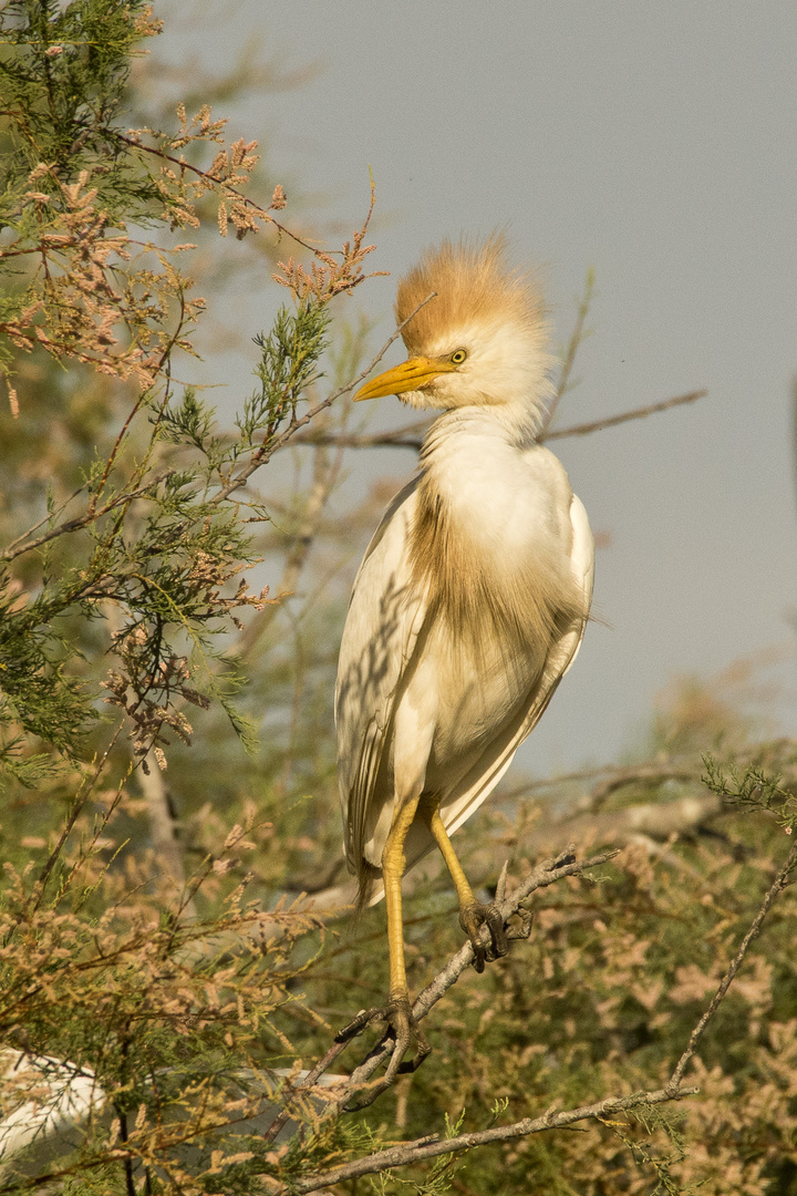 Kuhreiher, Camargue, 17.06.2018