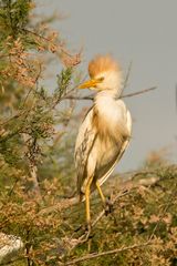 Kuhreiher, Camargue, 17.06.2018