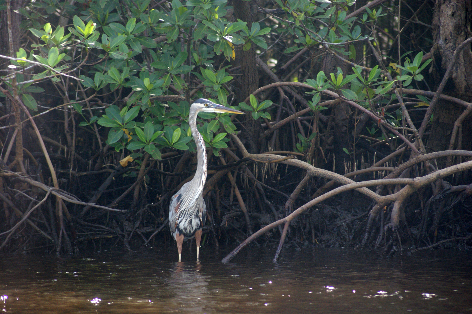 Kuhreiher Everglades, Florida