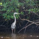 Kuhreiher Everglades, Florida