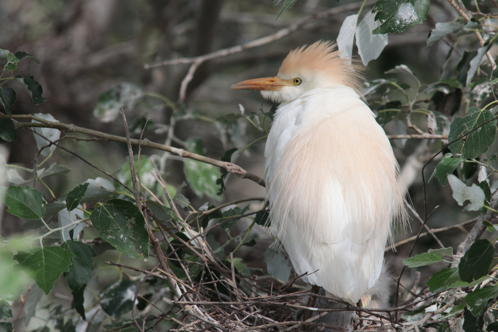 Kuhreiher I - am Nest 