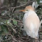 Kuhreiher I - am Nest 