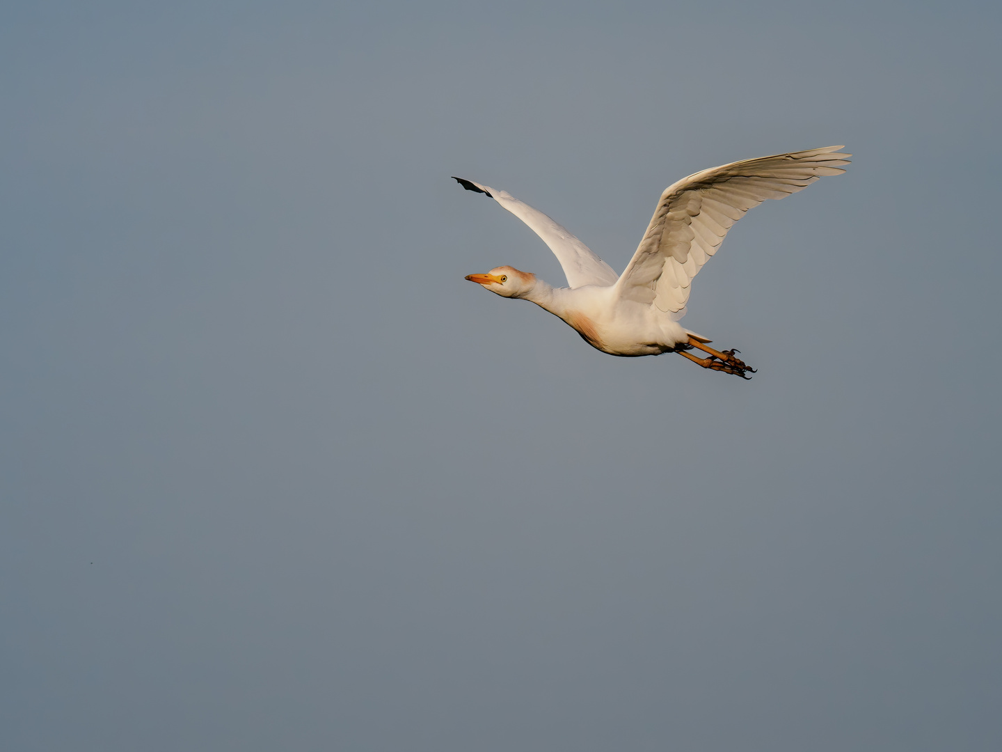 Kuhreiher im Flug