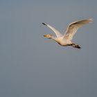 Kuhreiher im Flug