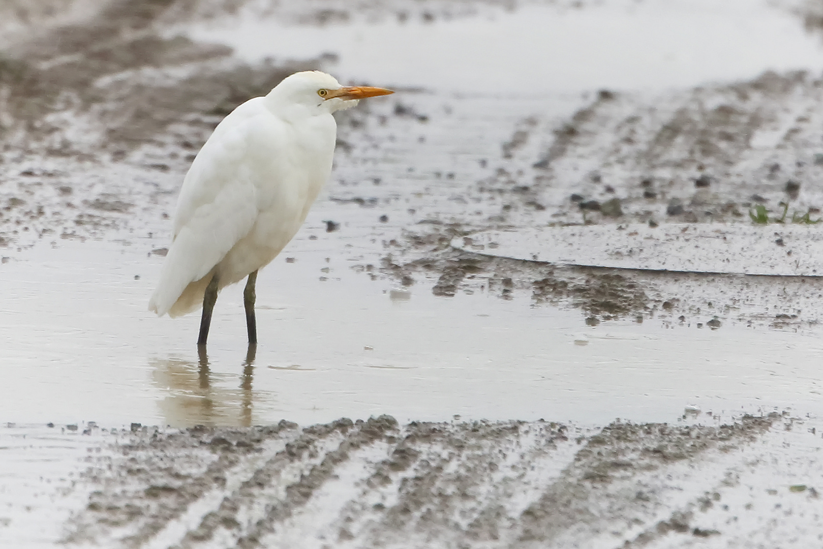 kuhreiher im regen