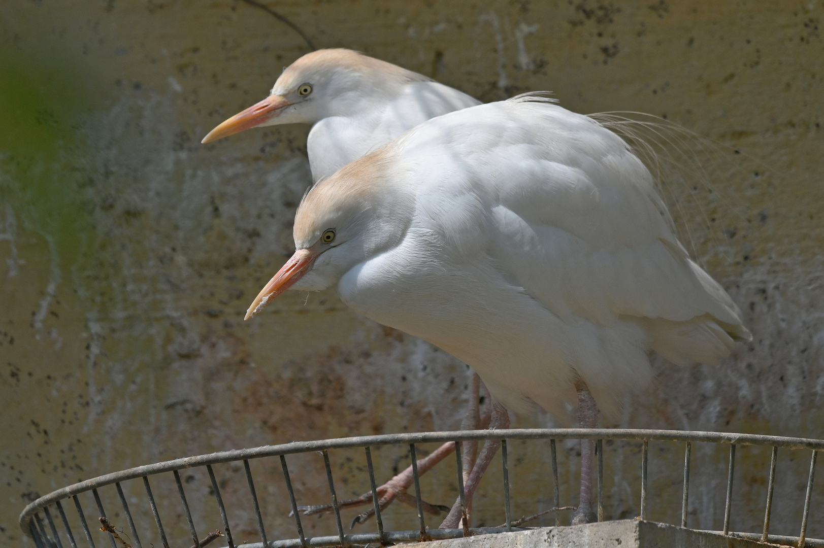 Kuhreiher im Zoo Augsburg