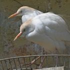 Kuhreiher im Zoo Augsburg