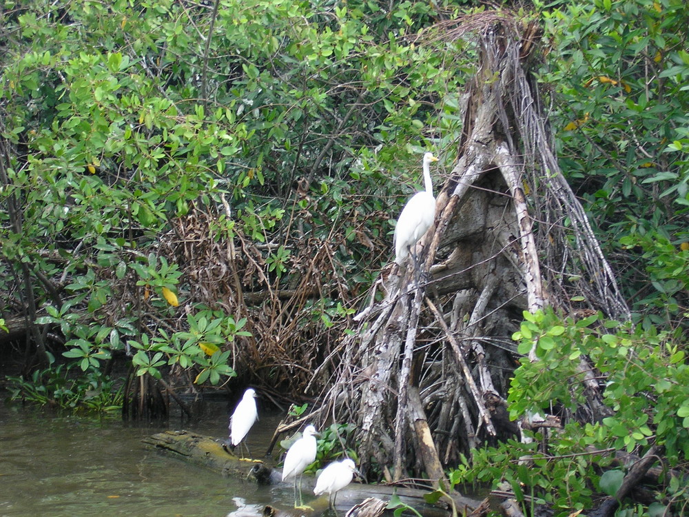 Kuhreiher in den Mangroven