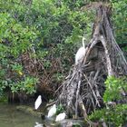 Kuhreiher in den Mangroven