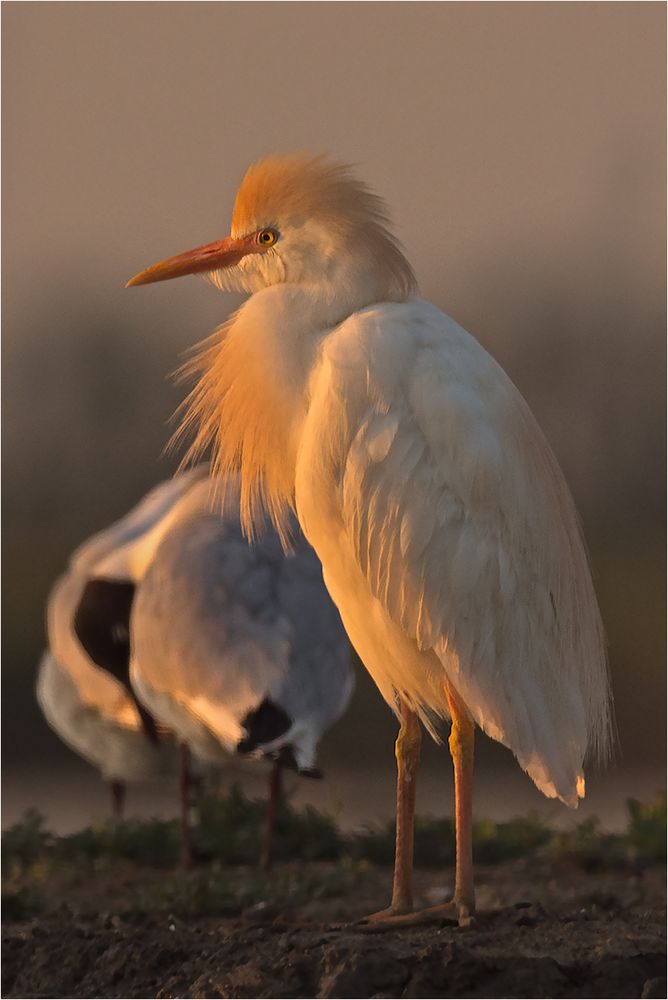 Kuhreiher in der Abendsonne