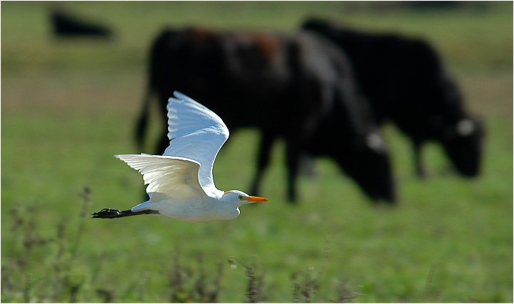 Kuhreiher in der Camargue