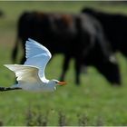 Kuhreiher in der Camargue