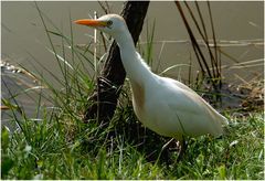 Kuhreiher in der Camargue