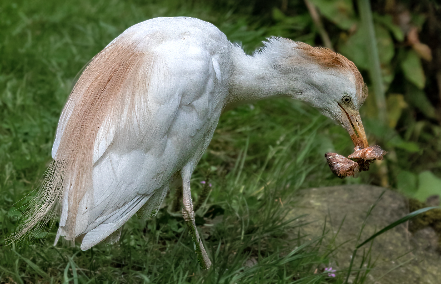 Kuhreiher mit Beute 002