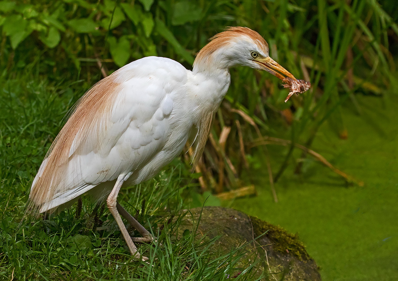 Kuhreiher mit Beute 003