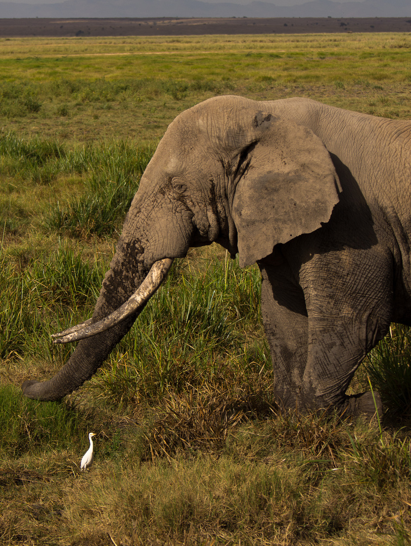 Kuhreiher mit Elefant....oder war es umgekehrt?