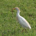 Kuhreiher mit erbeutetem Molch