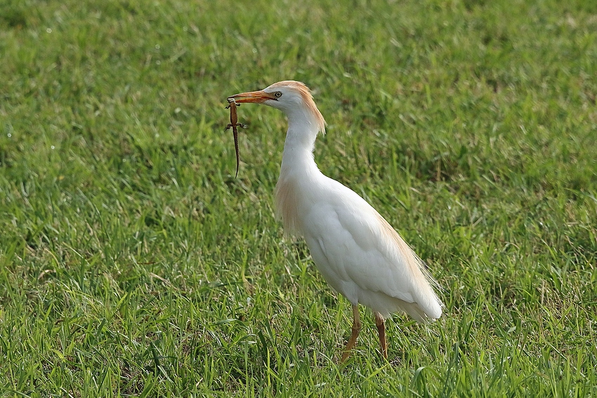 Kuhreiher mit erbeutetem Molch