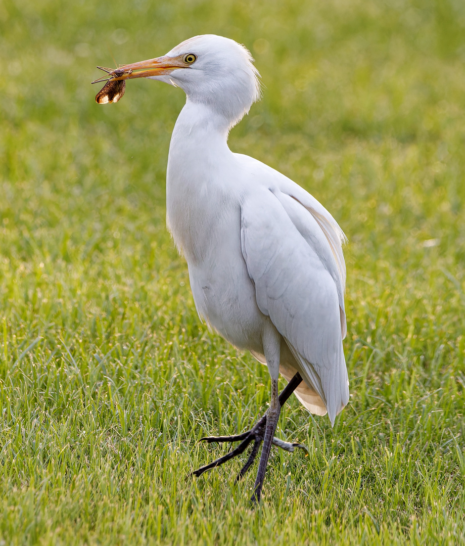 Kuhreiher mit Gottesanbetterin