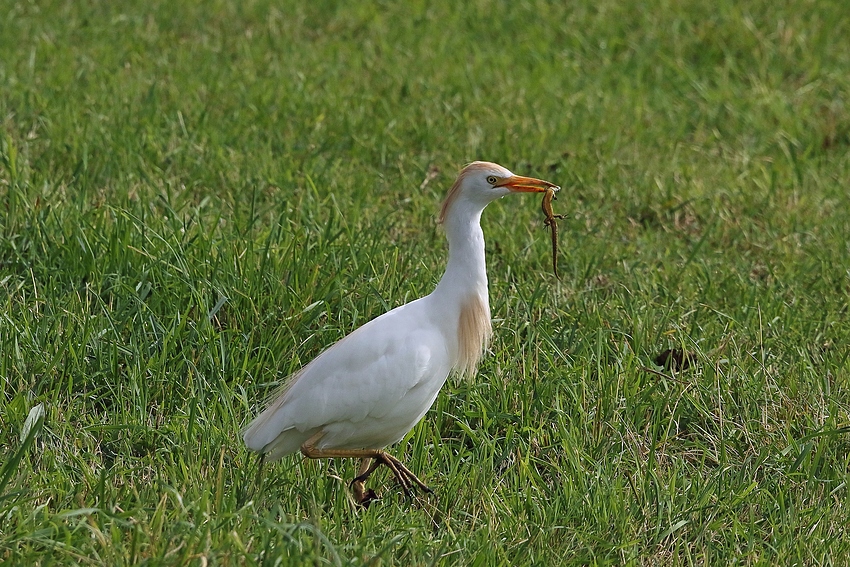 Kuhreiher mit Molch