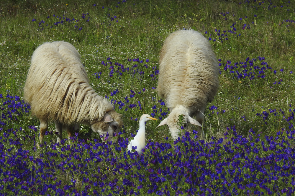 Kuhreiher mit Schafe