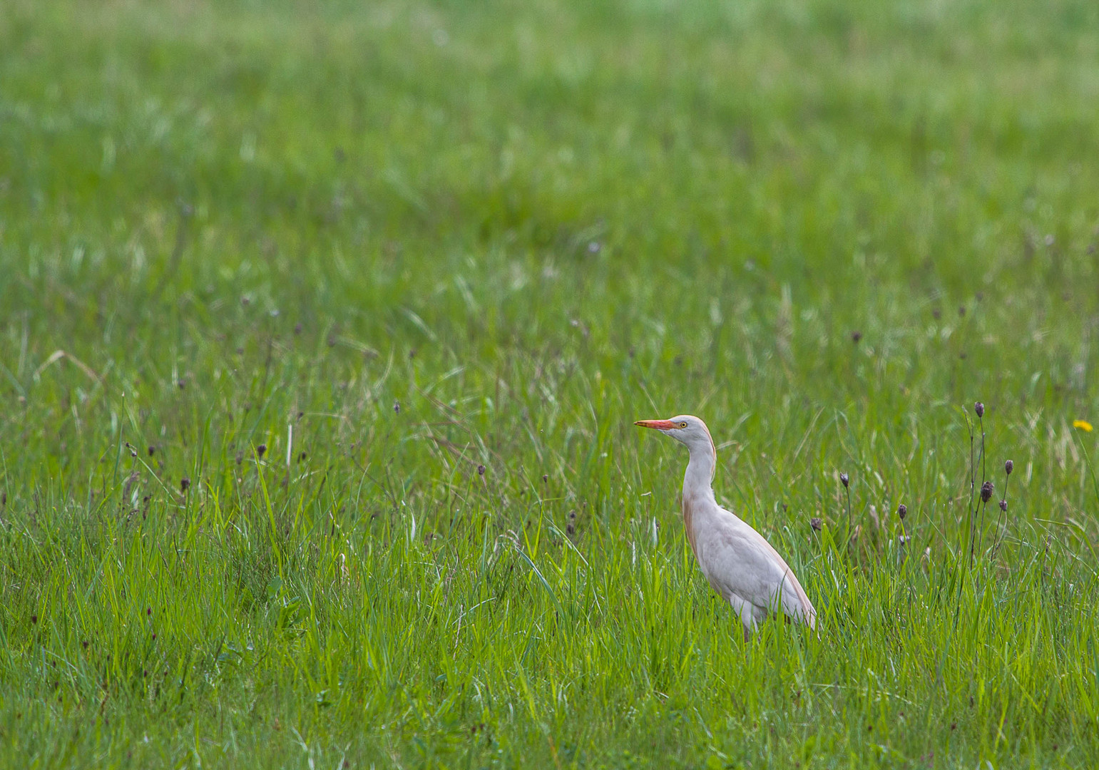 Kuhreiher - Naturpark Neusiedlersee - April 2014