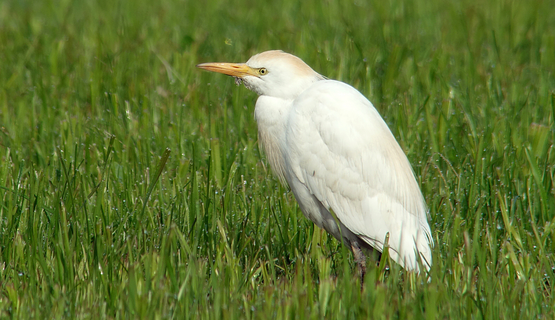 Kuhreiher ohne Kühe