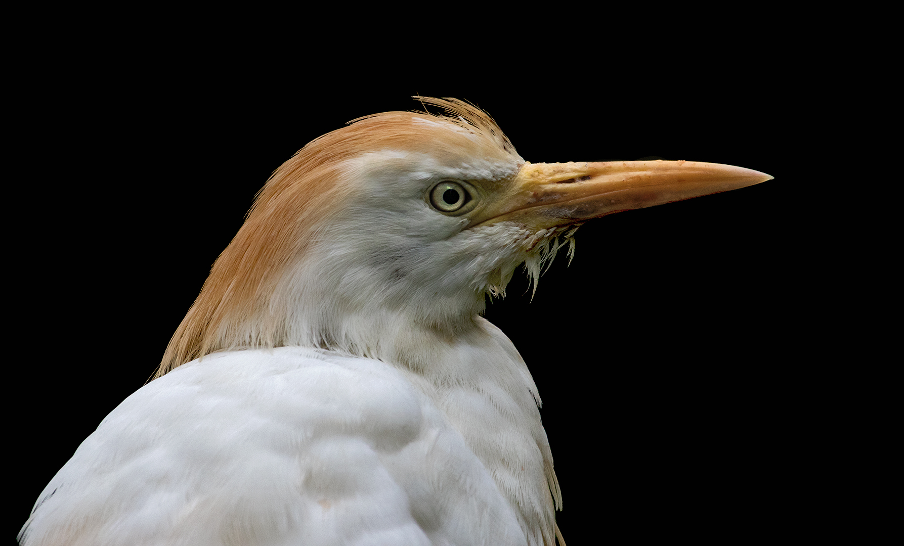 Kuhreiher-Portrait 