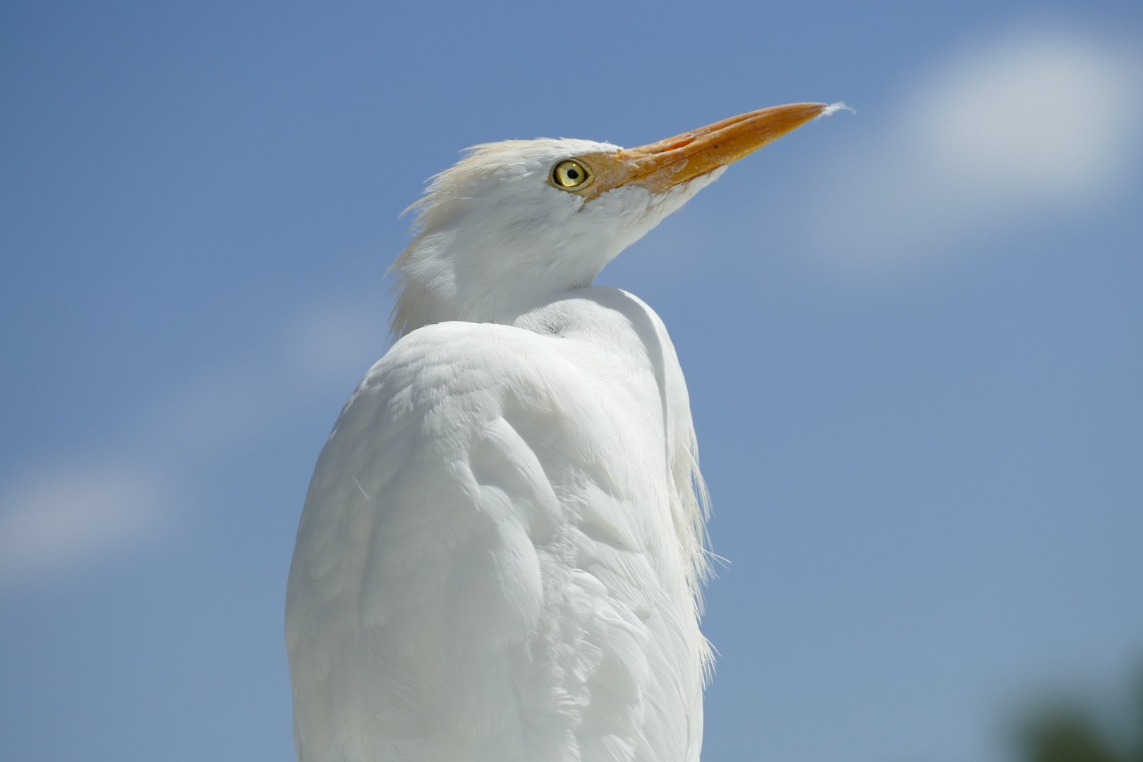 Kuhreiher Portrait