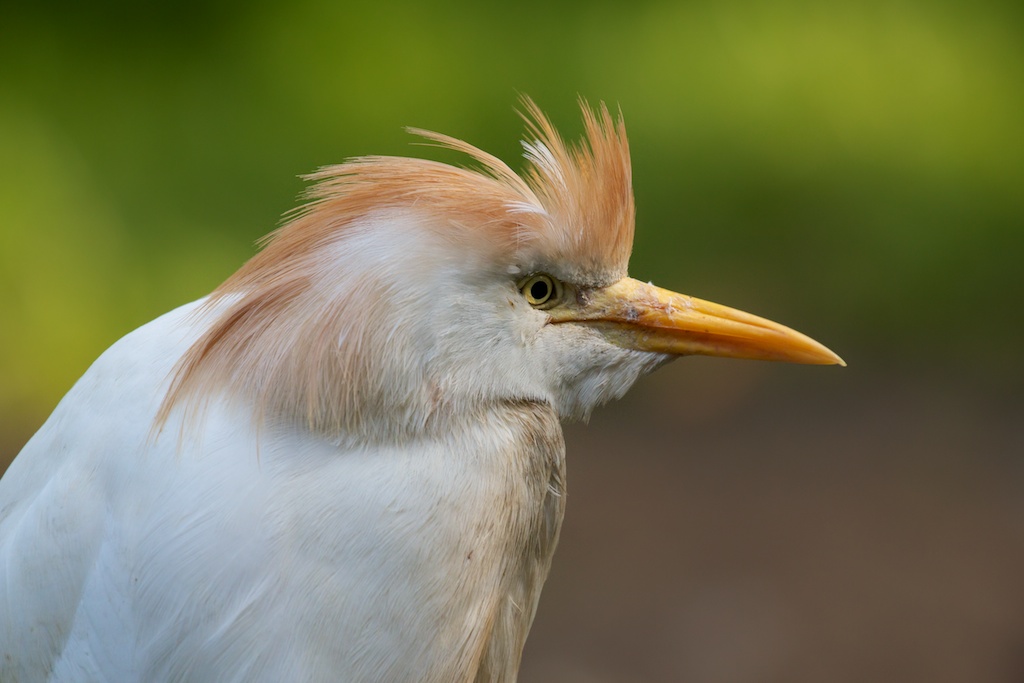 Kuhreiher Portrait