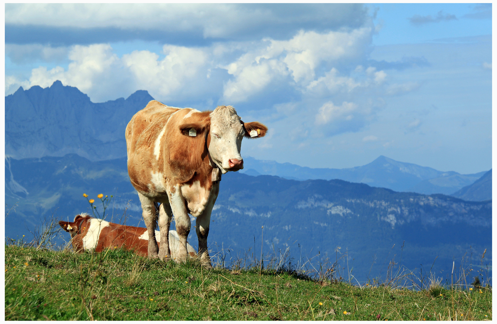 Ku(h)ren auf der Alm