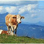 Ku(h)ren auf der Alm