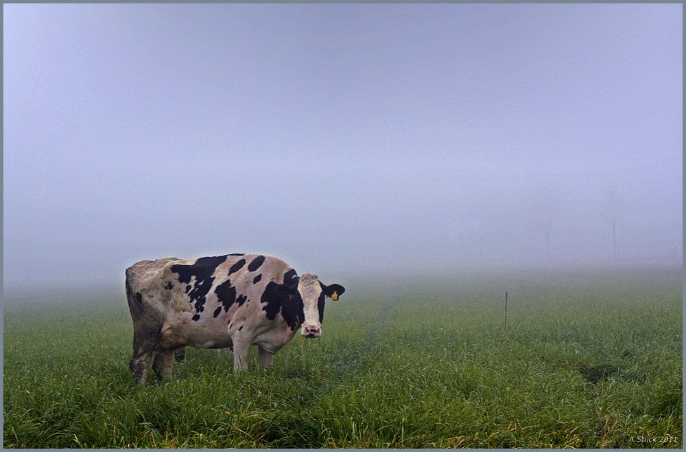 Kuhrilla im Nebel...