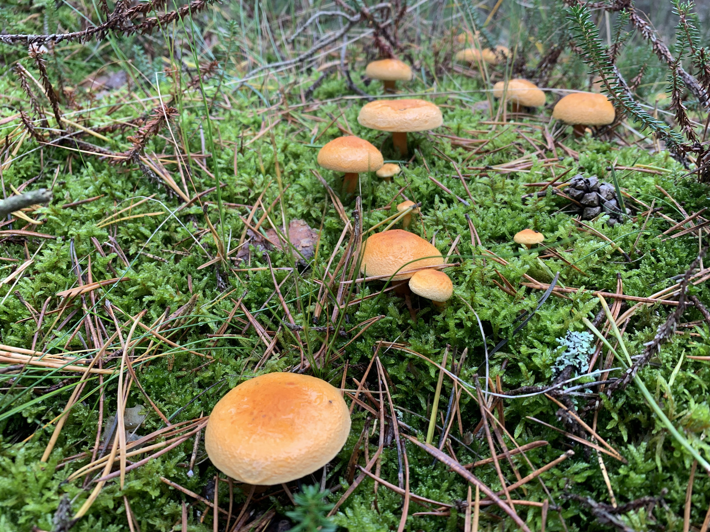 Kuhröhrlinge (Suillus bovinus)...