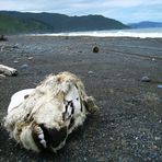 Kuhschädel auf der Drift Wood Beach