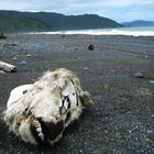 Kuhschädel auf der Drift Wood Beach