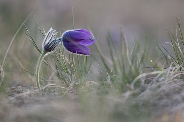 Kuhschelle (1 von 1)