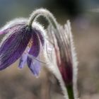 Kuhschelle als Frühlingsbote