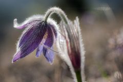 Kuhschelle als Frühlingsbote