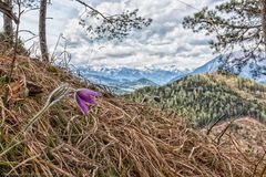 Kuhschelle auf der "G´spitzten Wand" - Trofaiach