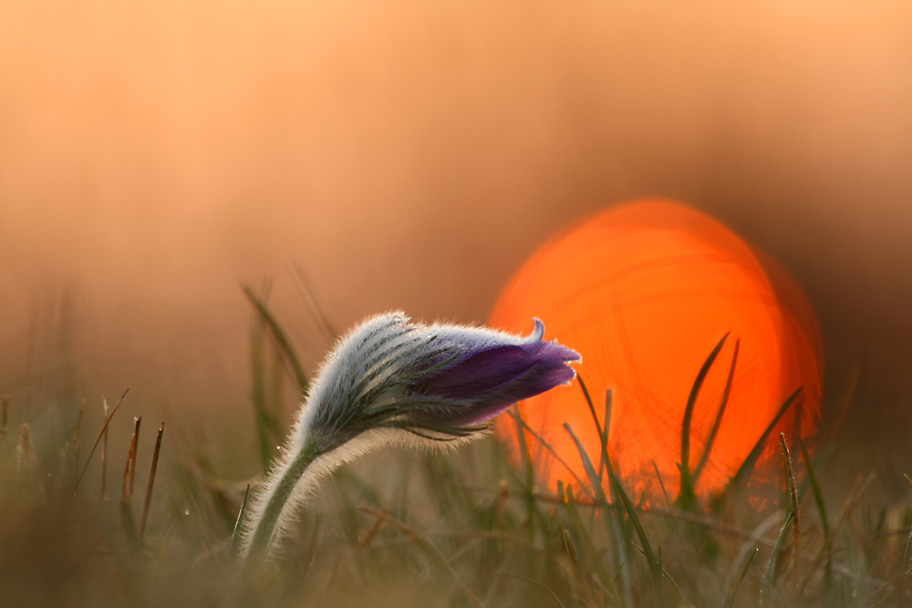 Kuhschelle bei Sonnenaufgang