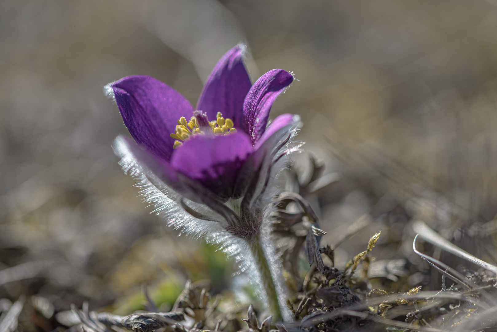 Kuhschelle - Farbtupfer im Thüringer Frühling