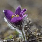 Kuhschelle - Farbtupfer im Thüringer Frühling